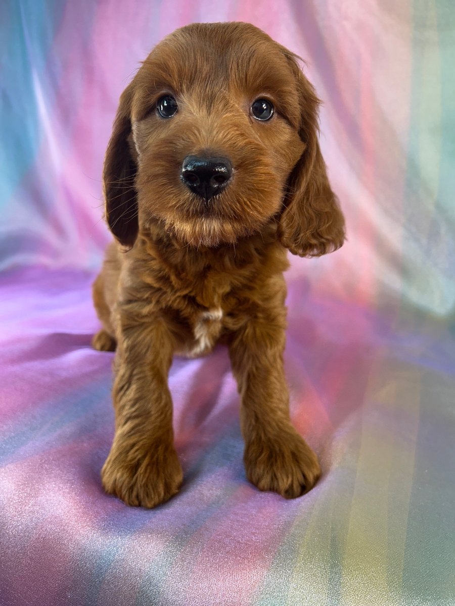 Male F1b Miniature Goldendoodle Puppy for Sale DOB 5-3-2026 $1200